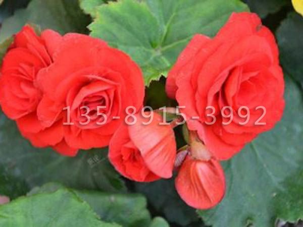 u=1539204954,3734797469&fm=26&gp=0.jpg