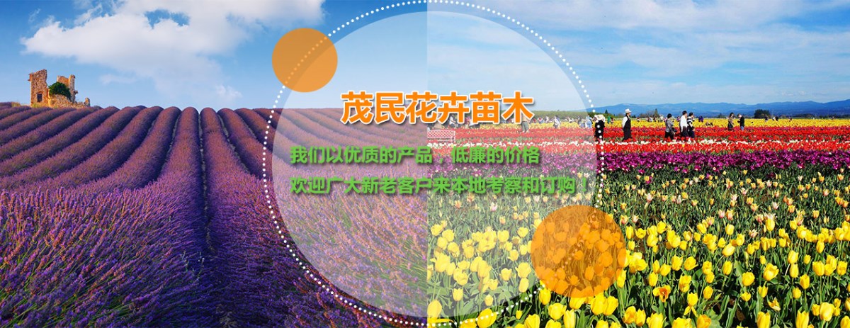 青州茂民花卉苗木专业合作社