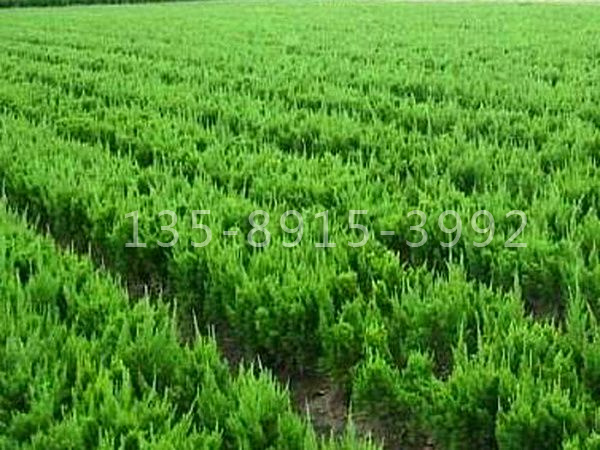 小龙柏病虫防治及除草管理