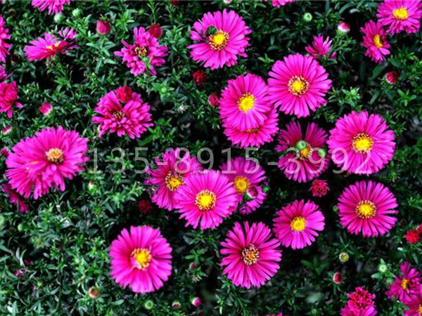 荷兰菊 (2).jpg