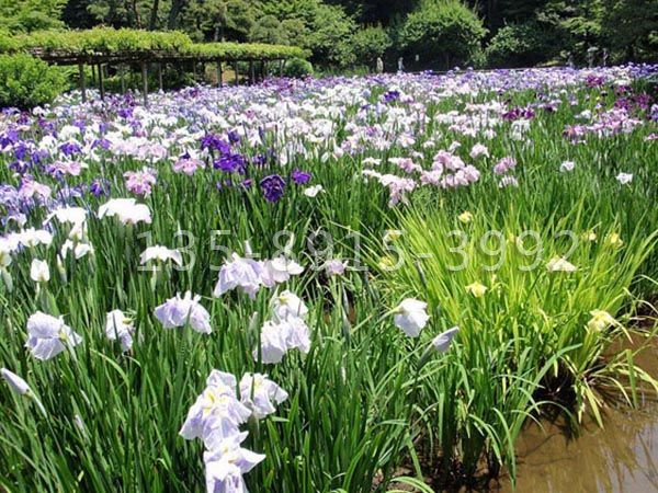 花菖蒲.jpg