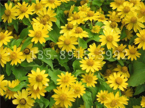 皇帝菊.jpg
