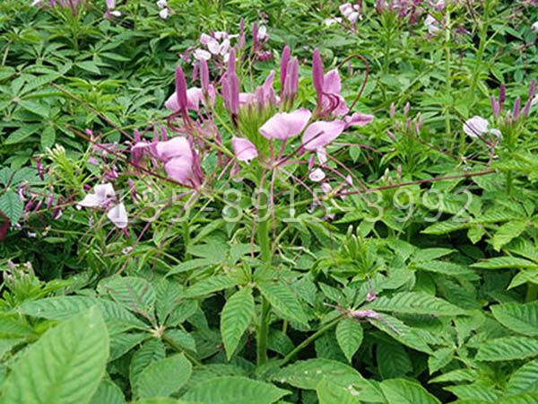 醉蝶花.jpg