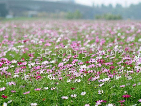 波斯菊花海.jpg