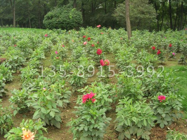 大丽花.jpg