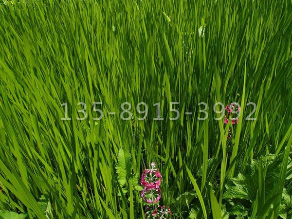 须芒草