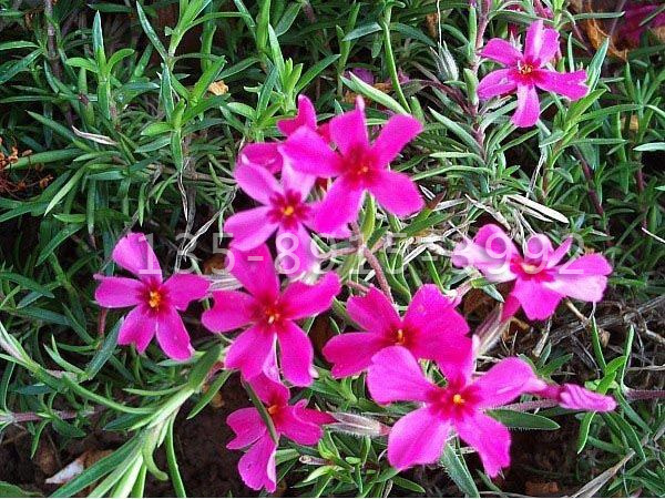 芝樱.jpg