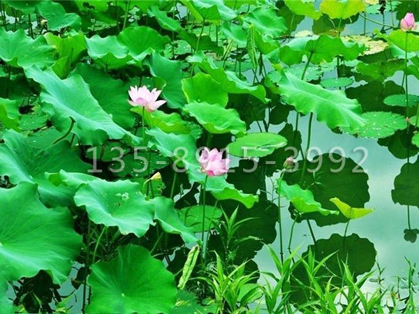 水生系列